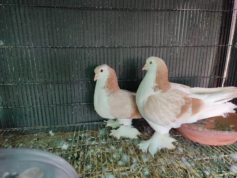 Fancy pigeons different prices — photo 7
