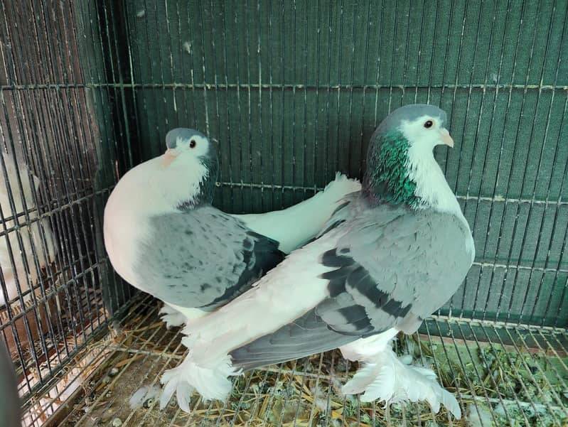 Fancy pigeons different prices 7