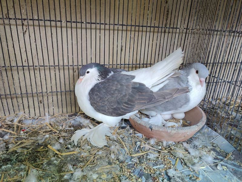 Fancy pigeons different prices 8