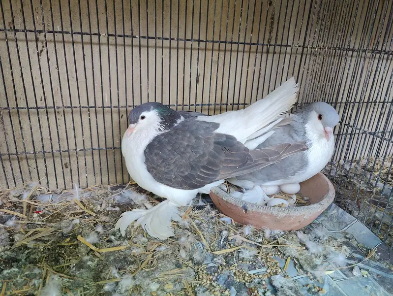 Fancy pigeons different prices — photo 9