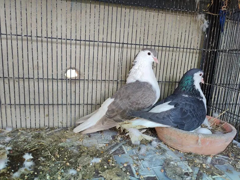 Fancy pigeons different prices — photo 10