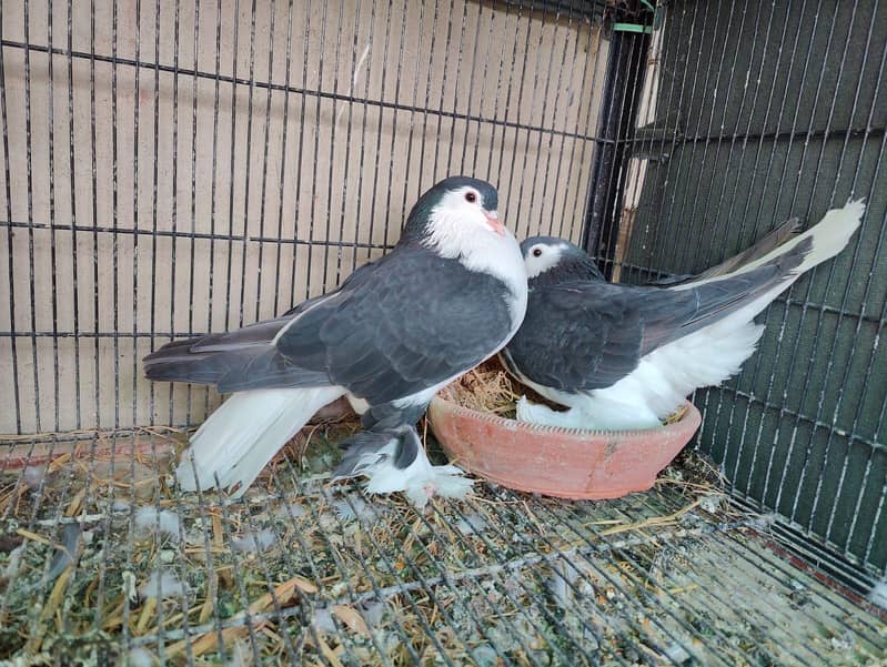 Fancy pigeons different prices 10