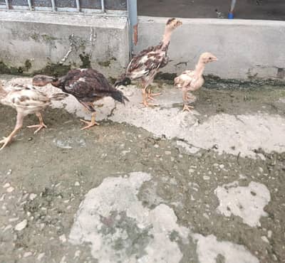 Aseel chiks