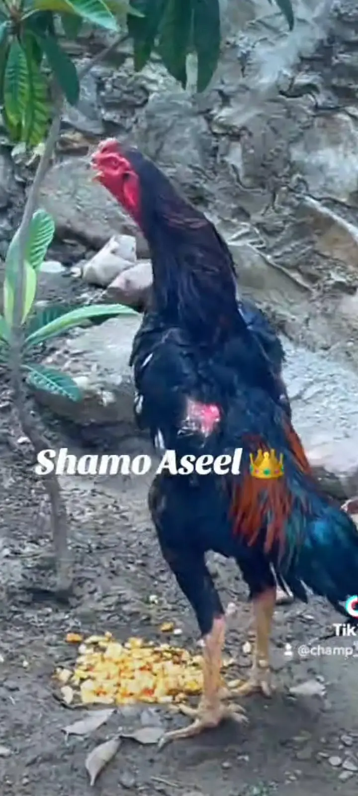 High quality Aseel Shamo — photo 3
