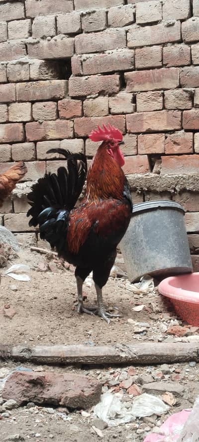 dasi hen pair 3500 final ha