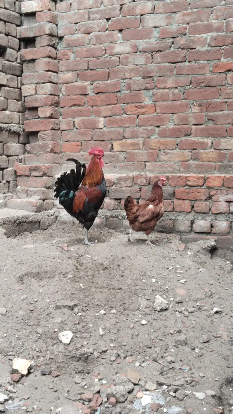dasi hen pair 3500 final ha — photo 3