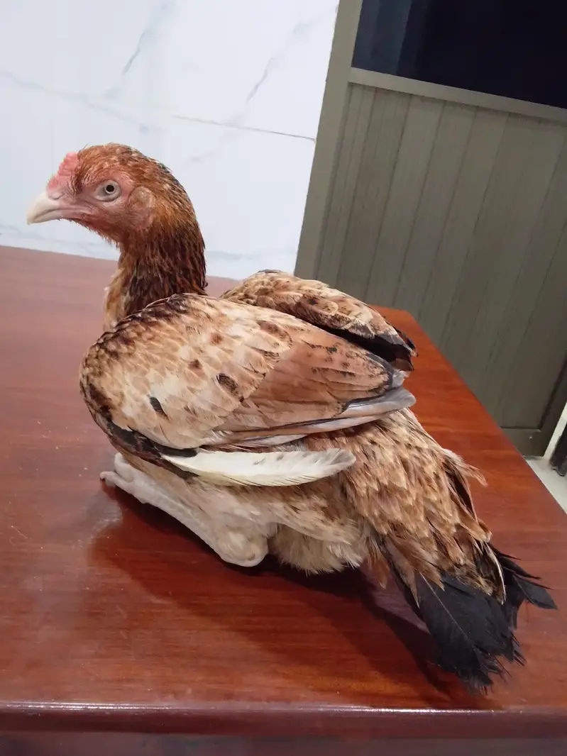 Rampuri bred — photo 2