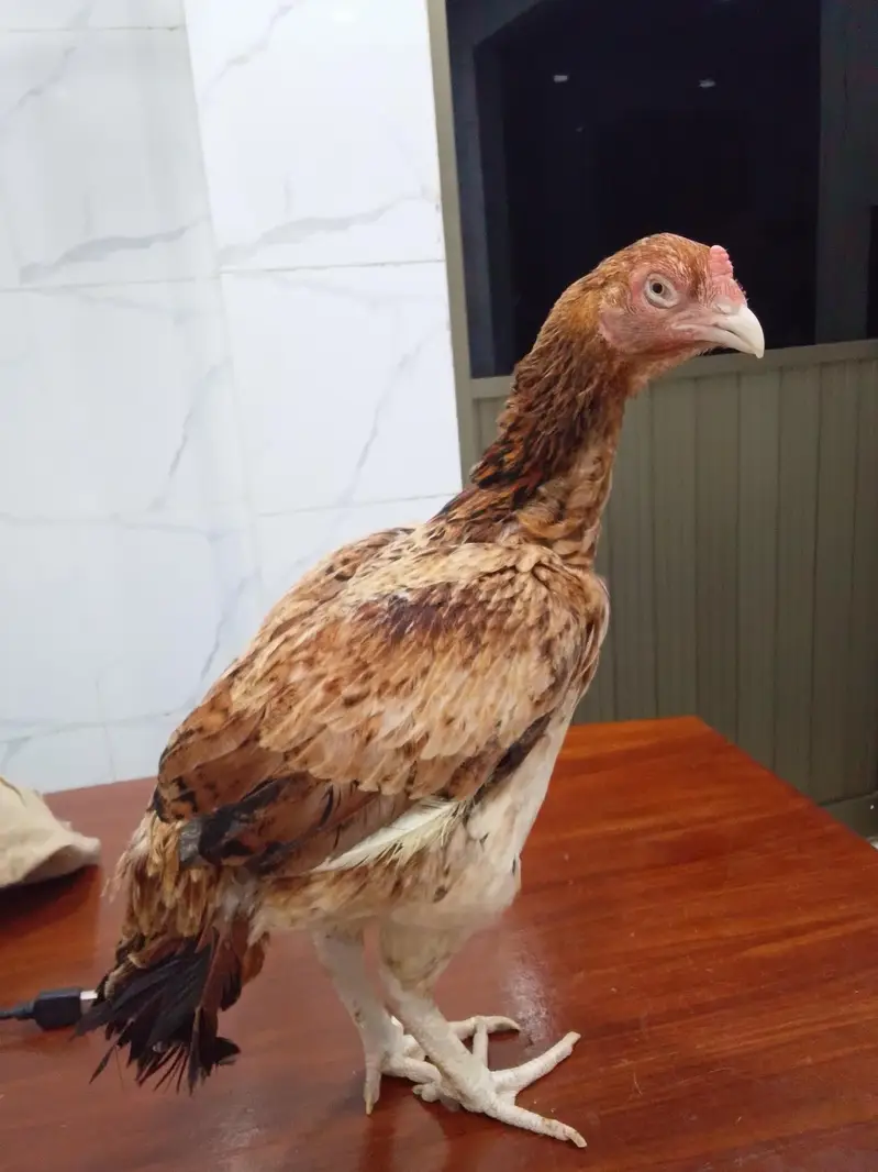 Rampuri bred — photo 3