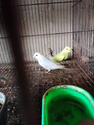 rainbow budgie  ready to breed pairs available for sale