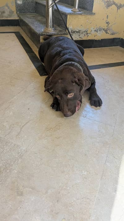 British labrador female