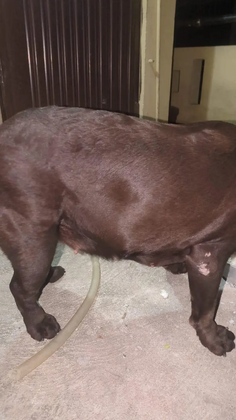 British labrador female — photo 2
