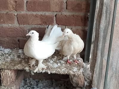Healthy and Beautiful Pigeons