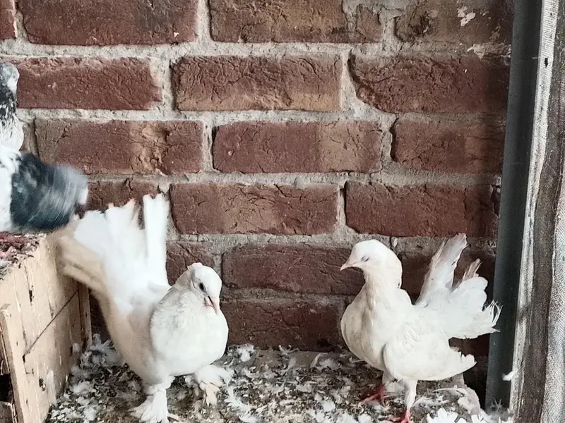 Healthy and Beautiful Pigeons — photo 2