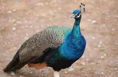 Blue Peacock 0