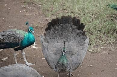 Blue Peacock 1