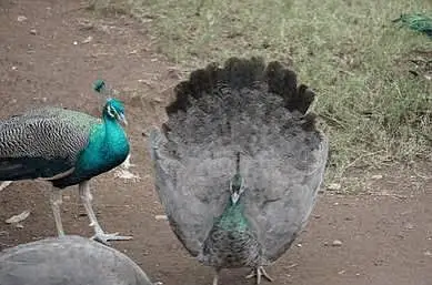 Blue Peacock — photo 2