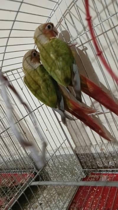 Pinapple Conure Pair