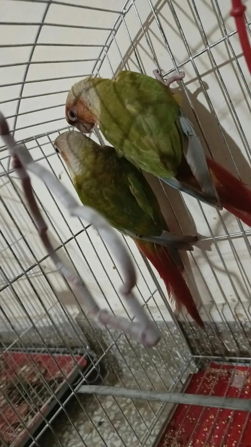 Pinapple Conure Pair — photo 2