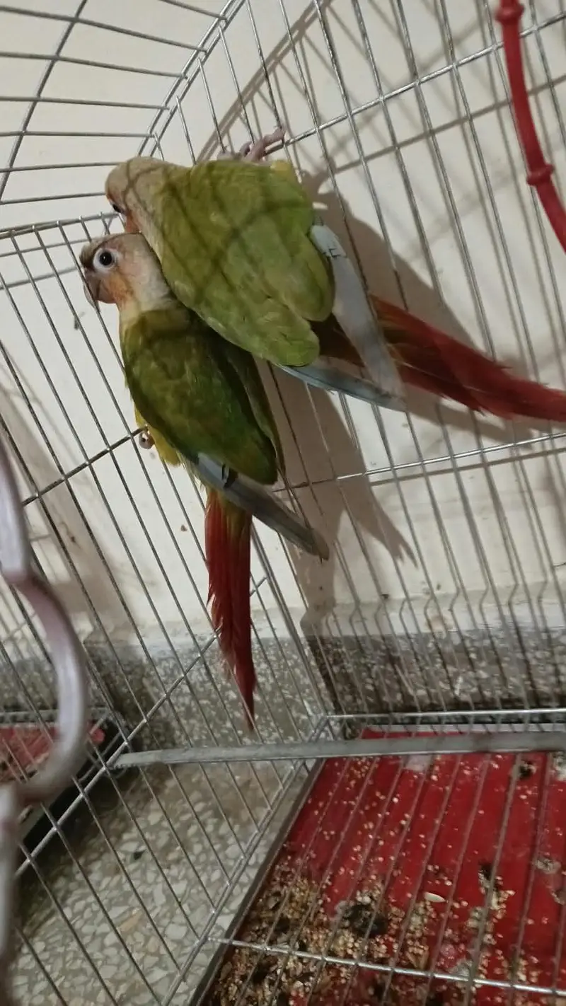 Pinapple Conure Pair — photo 3