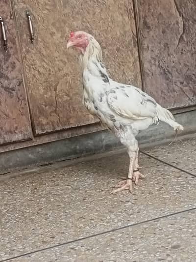 sindhi cheena breedr