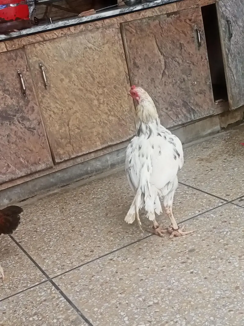 sindhi cheena breedr — photo 2