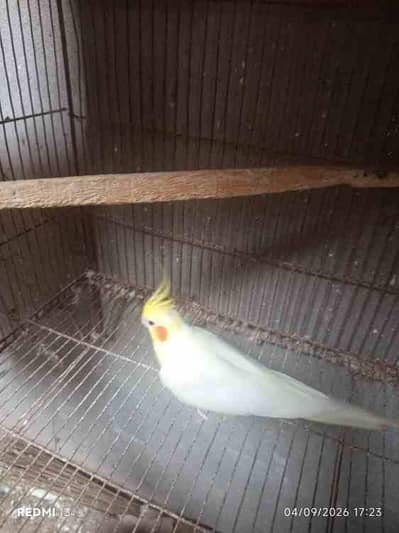 Common white Male Cockatiel Parrot for sale