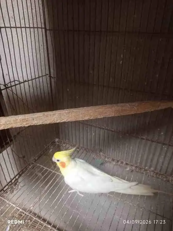 Common white Male Cockatiel Parrot for sale — photo 2
