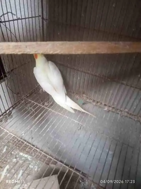 Common white Male Cockatiel Parrot for sale — photo 3