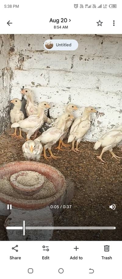 aseel heera chicks Long height parents