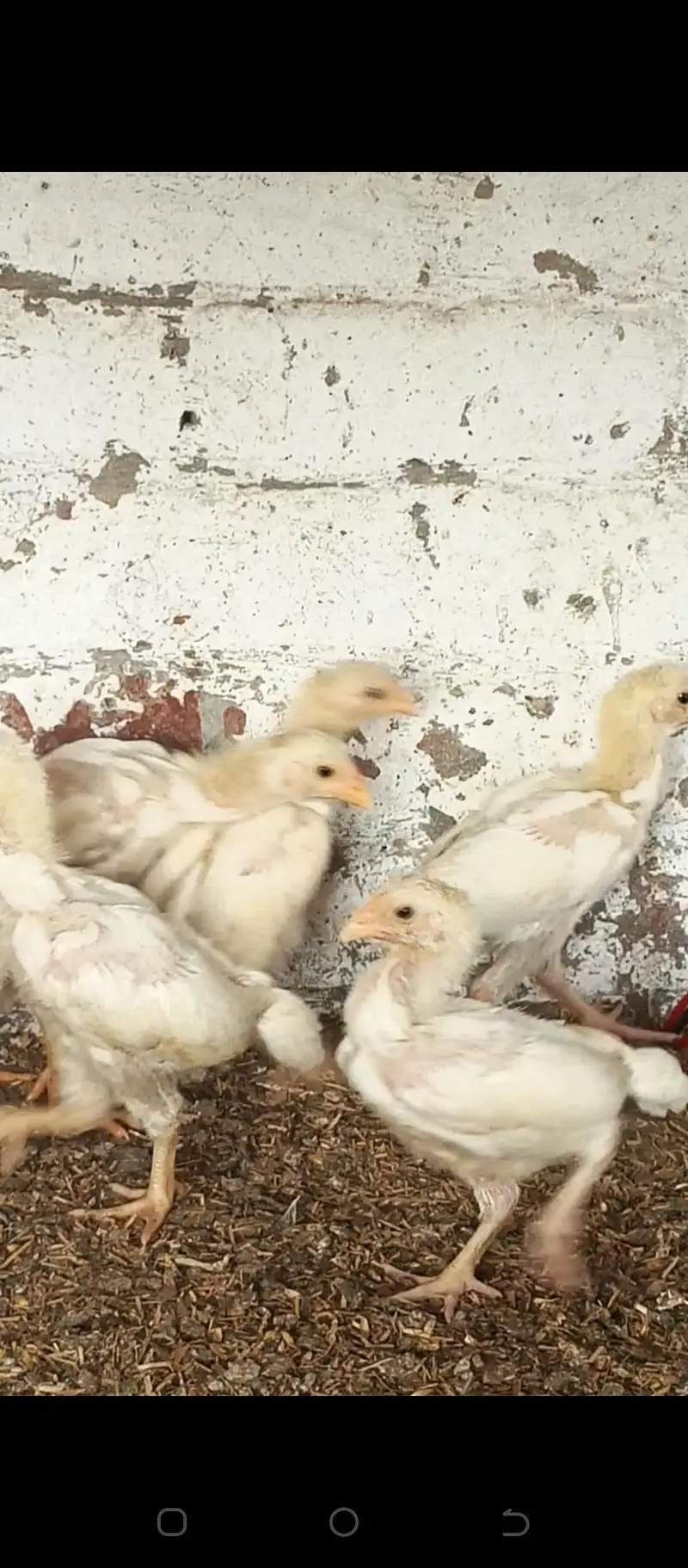 aseel heera chicks Long height parents — photo 2