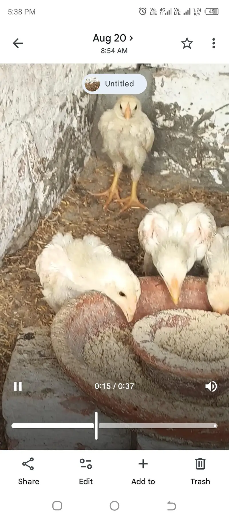 aseel heera chicks Long height parents — photo 3