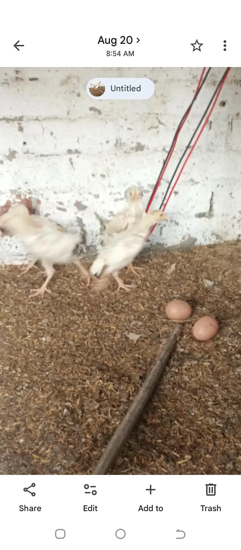 aseel heera chicks Long height parents — photo 4