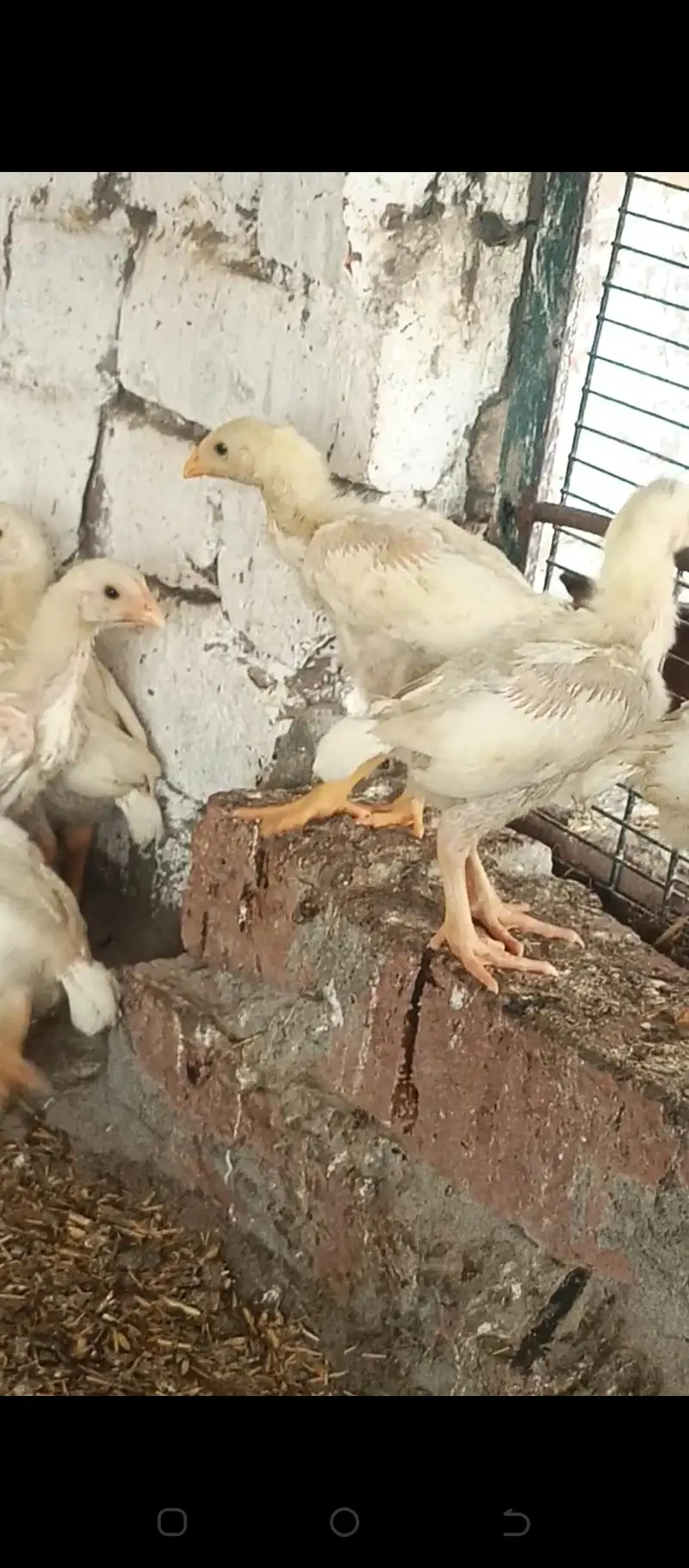 aseel heera chicks Long height parents — photo 5