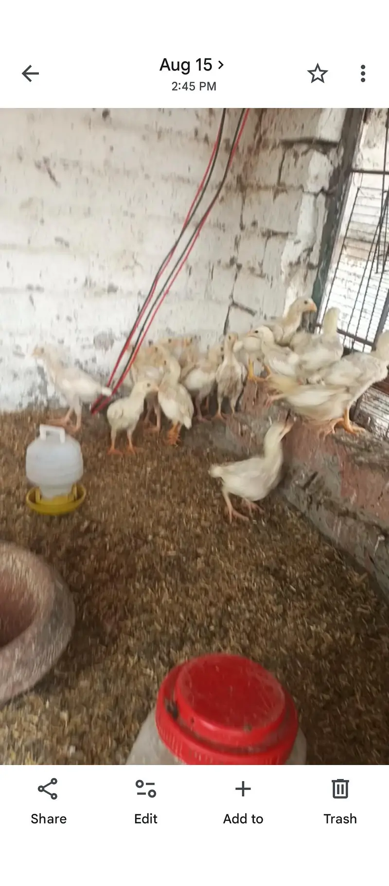 aseel heera chicks Long height parents — photo 6