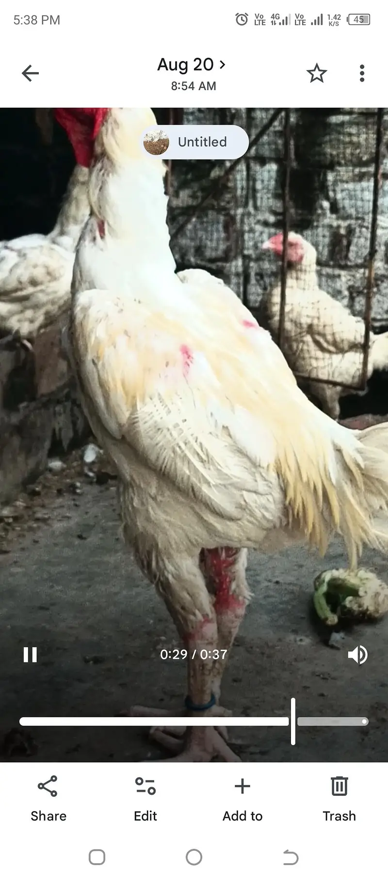aseel heera chicks Long height parents — photo 7