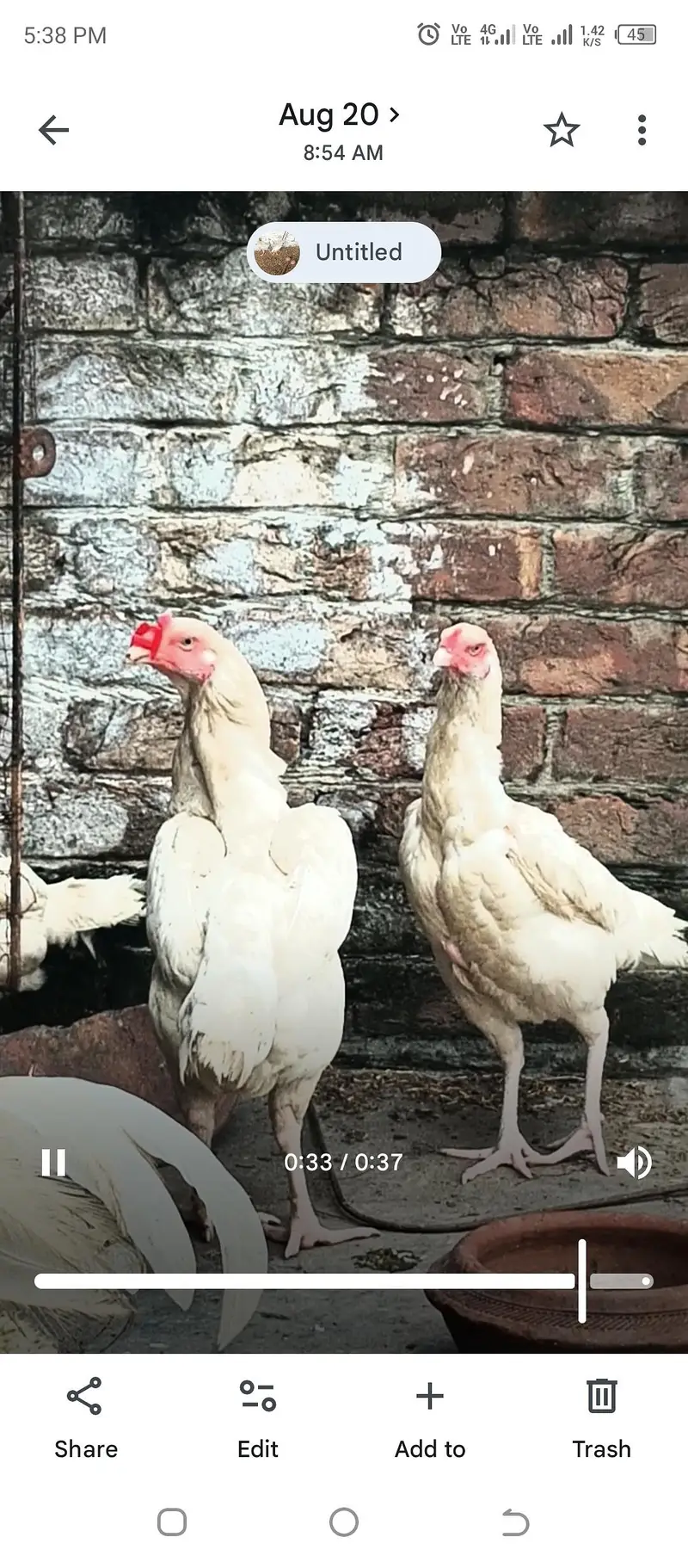 aseel heera chicks Long height parents — photo 8