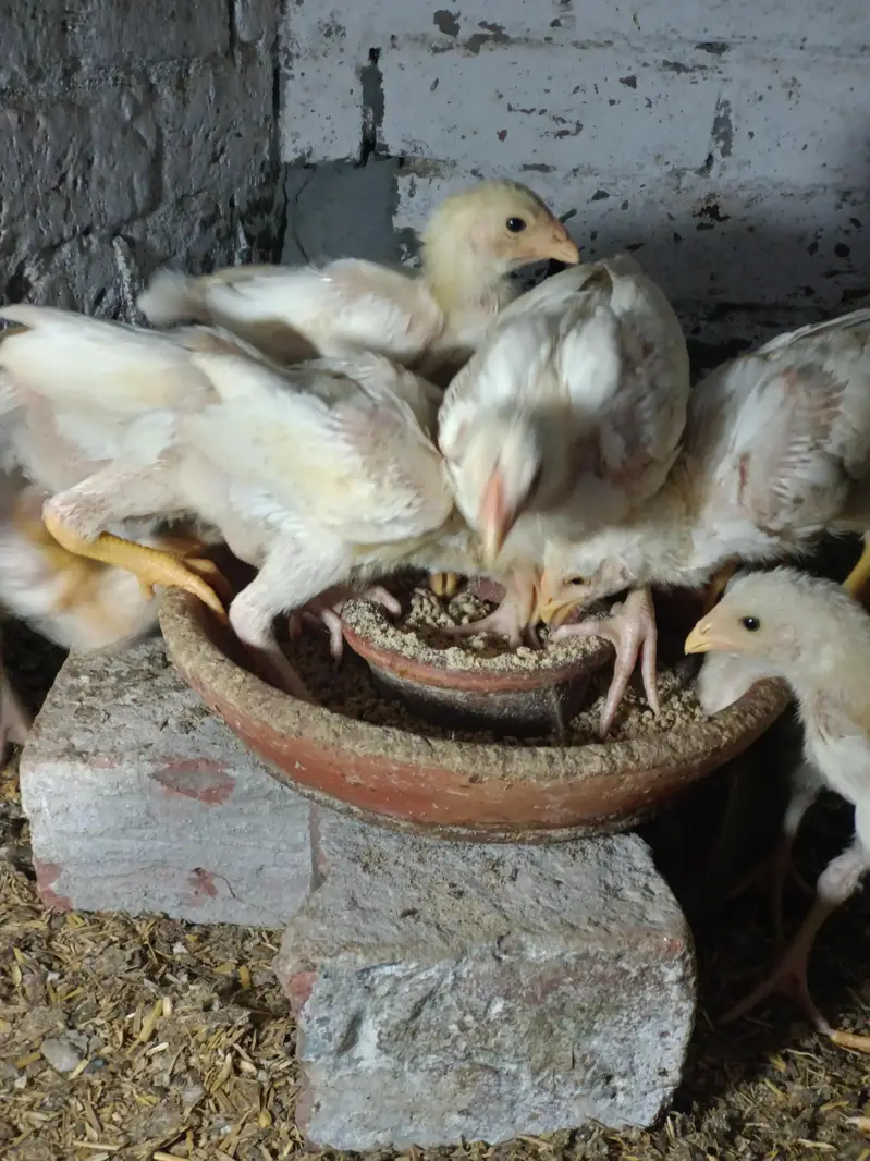 aseel heera chicks Long height parents — photo 9