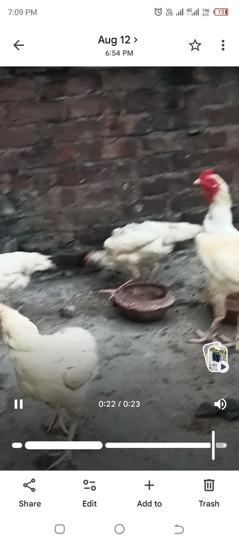 aseel heera chicks Long height parents — photo 10