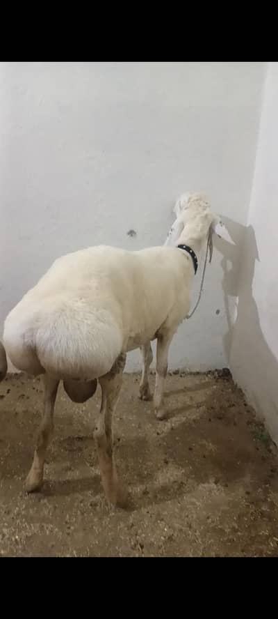 Dumba for sale mashallah bhot achi chiz hai