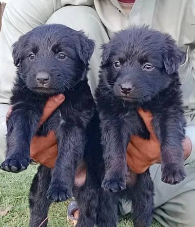 Black shepherd Long Cost Puppy | GSD | Blsck Germsn Sheoherd