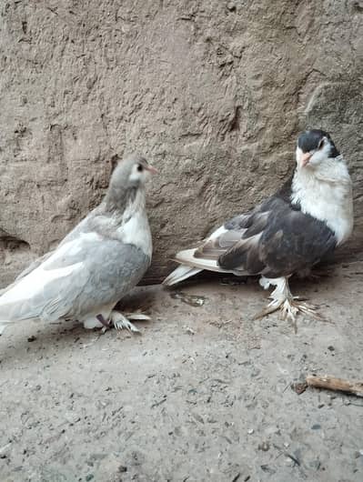 Pure German sherazi breeder pair 03068884271