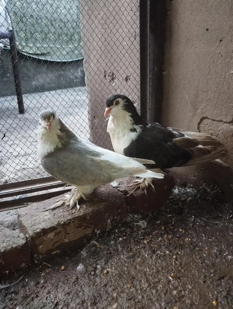 Pure German sherazi breeder pair 03068884271 — photo 2