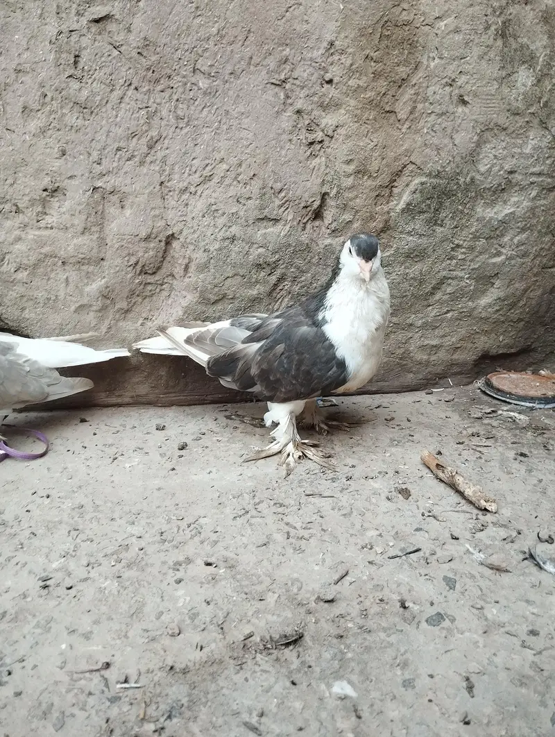 Pure German sherazi breeder pair 03068884271 — photo 3