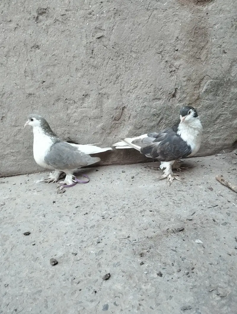Pure German sherazi breeder pair 03068884271 — photo 5