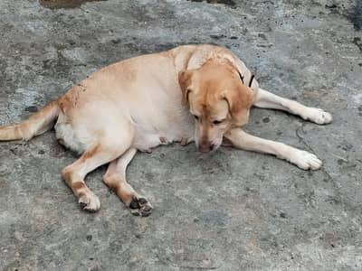 Labrador confirm breeder matted female for sale