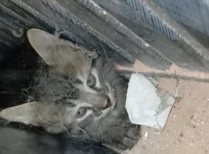 cat For sale
