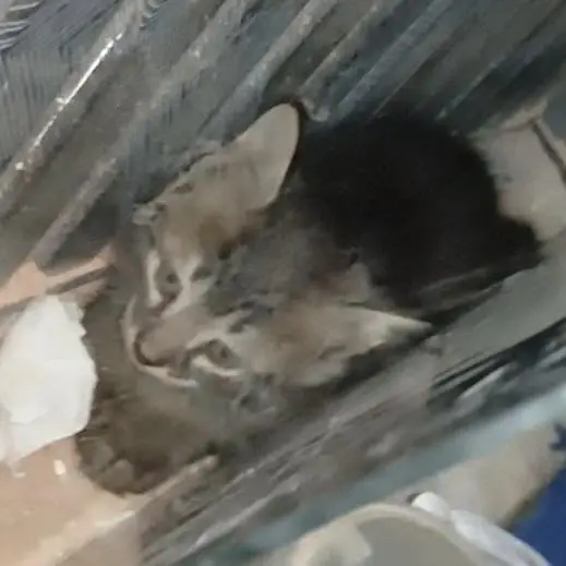 cat For sale — photo 2