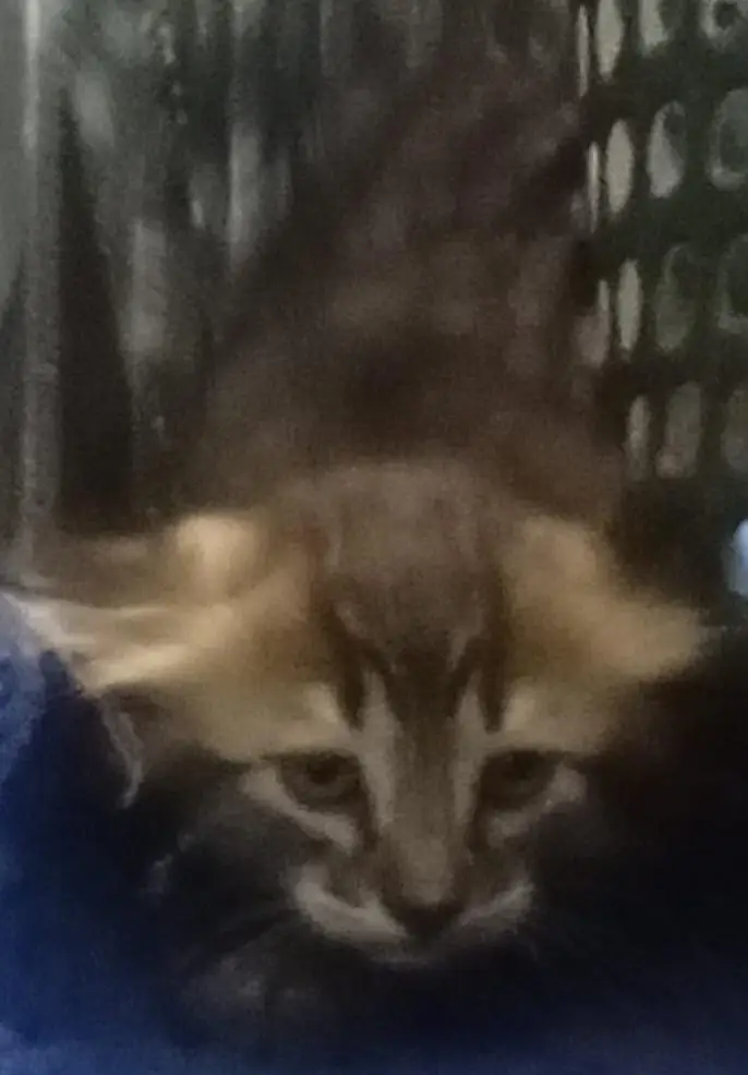 cat For sale — photo 3