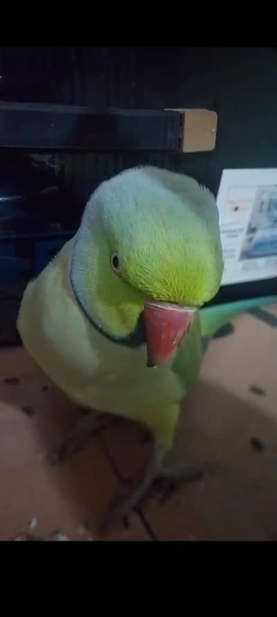 Fully Talking and hand tame male parrot khud receive krna hoga