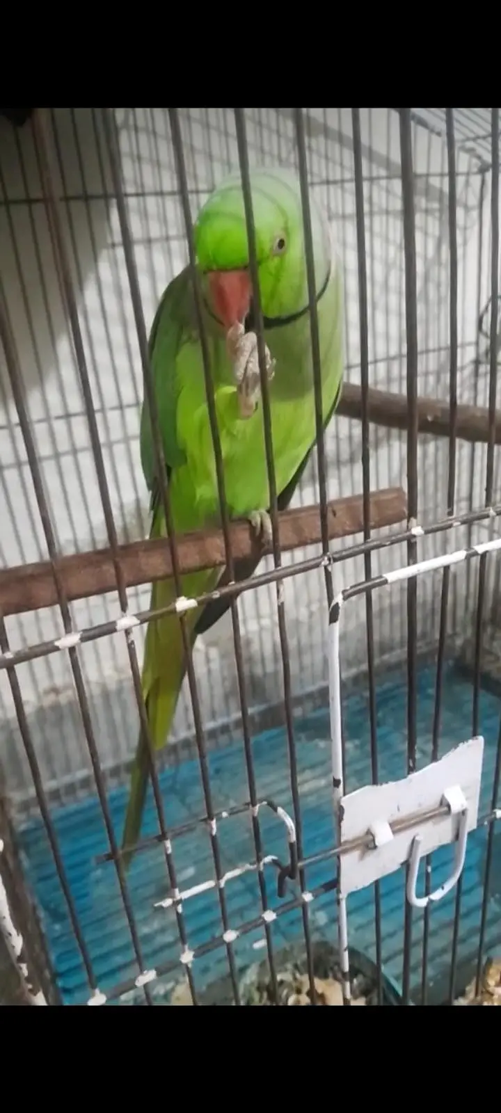 Fully Talking and hand tame male parrot khud receive krna hoga — photo 2
